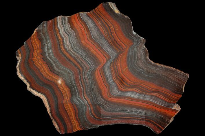 Polished Tiger Iron Stromatolite - ( Billion Years) #92965